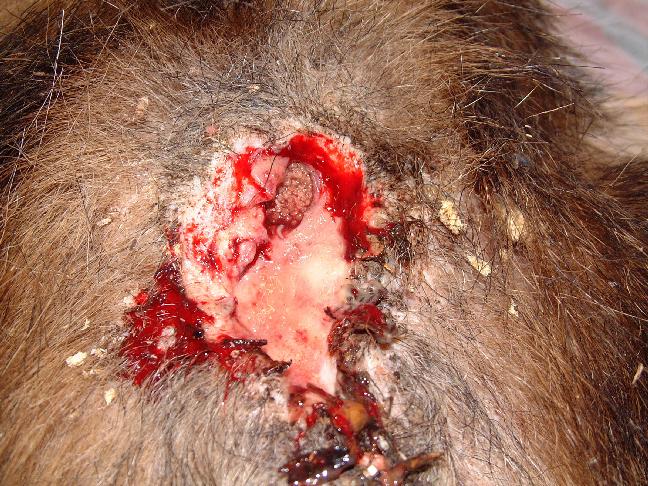 Figure 2 - Partially debrided, maggot infested (flyblown) rump wound.