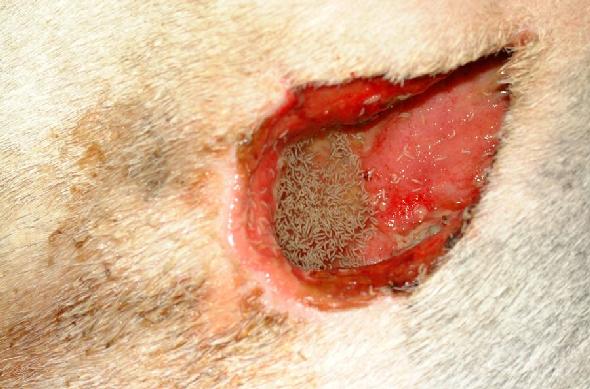 Treatment of a deep injection abscess using sterile maggots in a donkey: a  case report