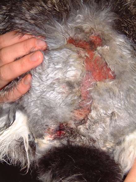 Veterinary care of a giant lop rabbit with severe fly strike