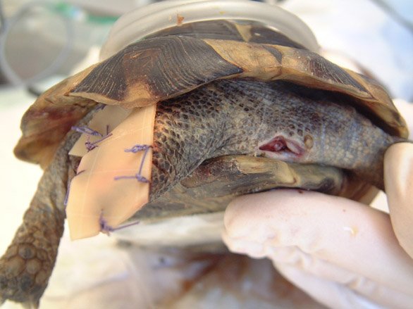 Figure 14 - The tail dressing and healing thigh wound on Day 15