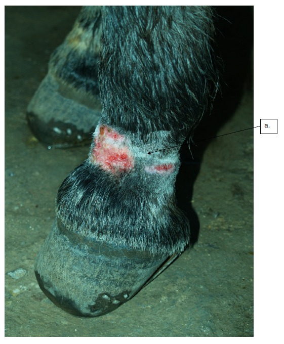 How To Treat Rope Burn On Horse Pastern